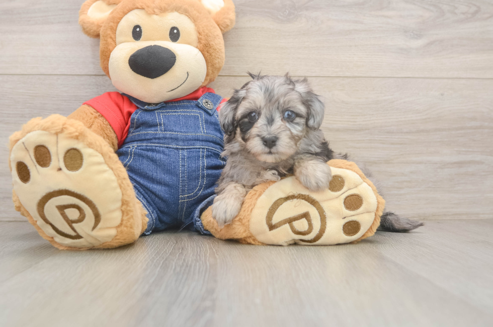 7 week old Havapoo Puppy For Sale - Fairfield Furbabies