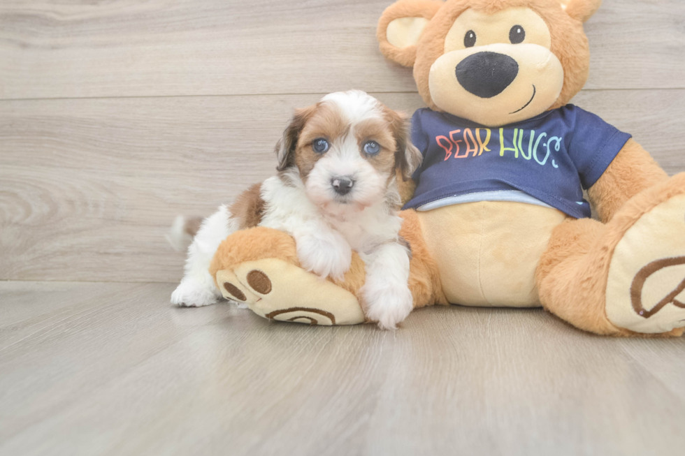 Havapoo Pup Being Cute