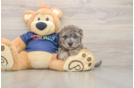 Smart Havapoo Poodle Mix Pup