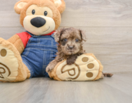 7 week old Havapoo Puppy For Sale - Fairfield Furbabies