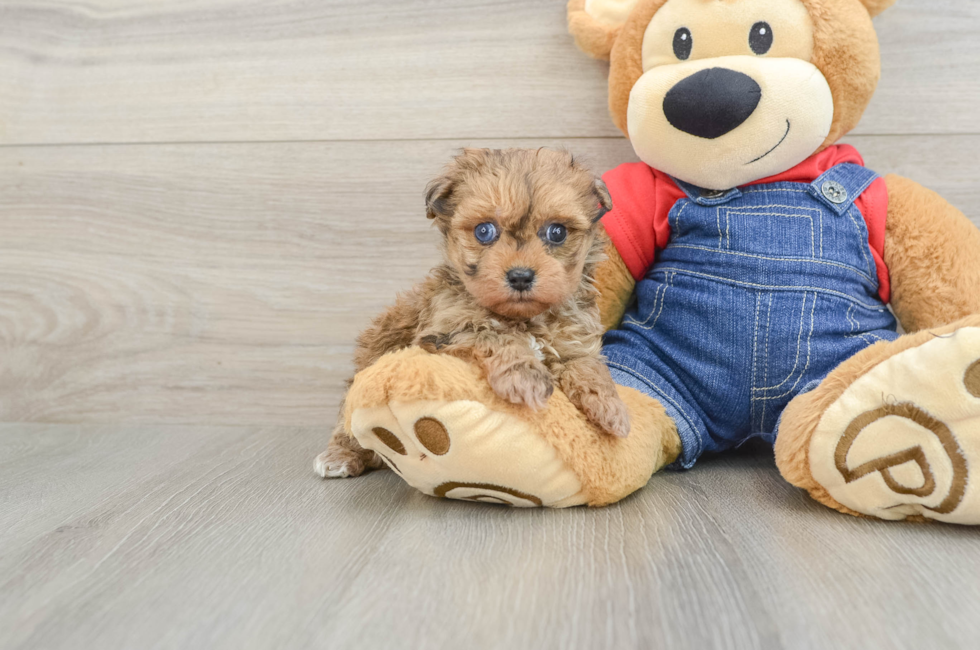 6 week old Havapoo Puppy For Sale - Fairfield Furbabies