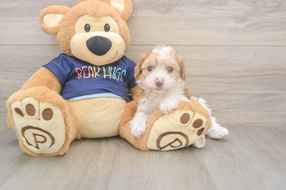 Havapoo Puppy for Adoption