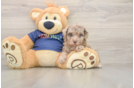 Popular Havapoo Poodle Mix Pup