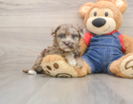 7 week old Havapoo Puppy For Sale - Fairfield Furbabies