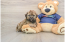 Adorable Havadoodle Poodle Mix Puppy
