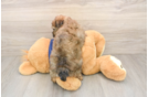 Hypoallergenic Havadoodle Poodle Mix Puppy