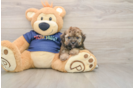 Havapoo Pup Being Cute