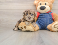7 week old Havapoo Puppy For Sale - Fairfield Furbabies
