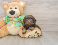 8 week old Havapoo Puppy For Sale - Fairfield Furbabies