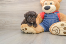 Havapoo Puppy for Adoption