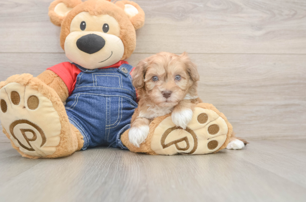 7 week old Havapoo Puppy For Sale - Fairfield Furbabies