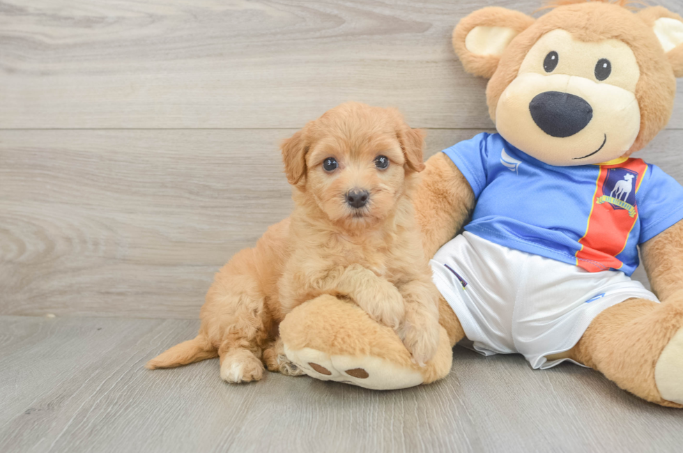 6 week old Havapoo Puppy For Sale - Fairfield Furbabies