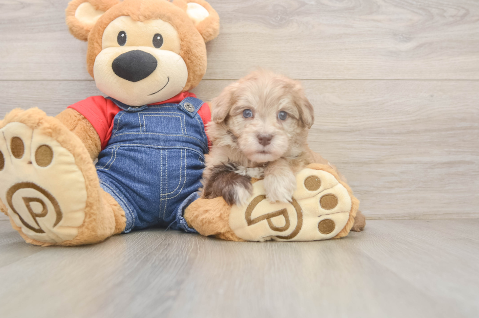 7 week old Havapoo Puppy For Sale - Fairfield Furbabies