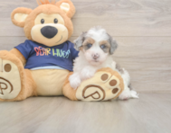 7 week old Havapoo Puppy For Sale - Fairfield Furbabies