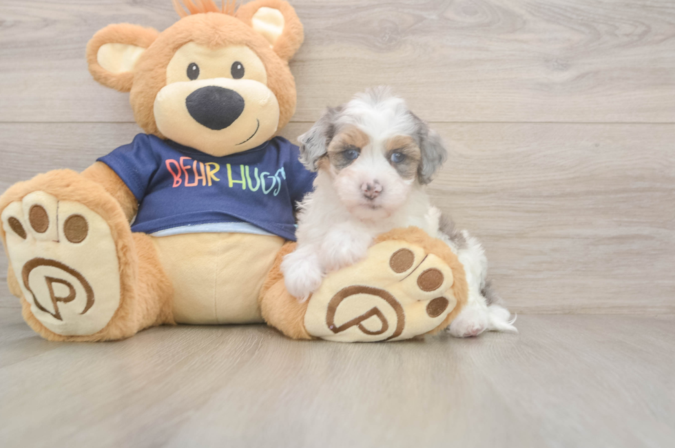 7 week old Havapoo Puppy For Sale - Fairfield Furbabies