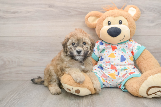 Small Havapoo Baby