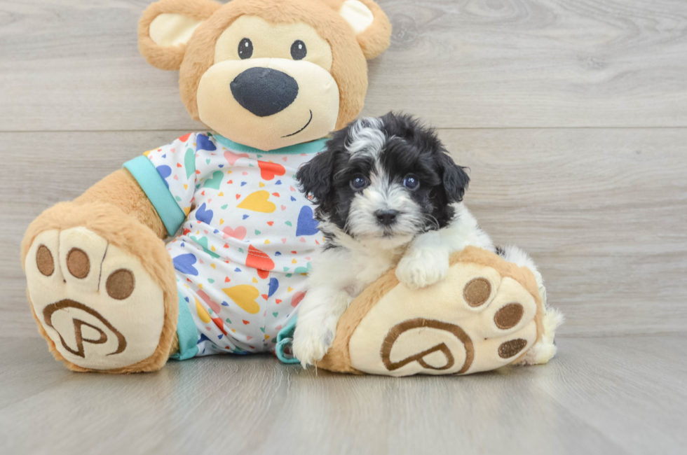 6 week old Havapoo Puppy For Sale - Fairfield Furbabies