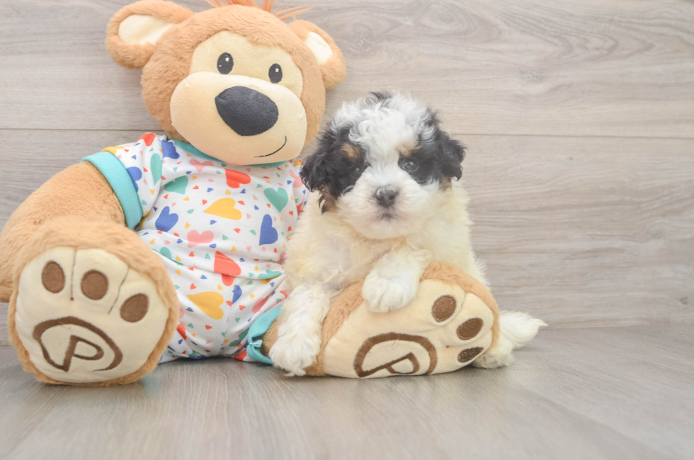 7 week old Havapoo Puppy For Sale - Fairfield Furbabies