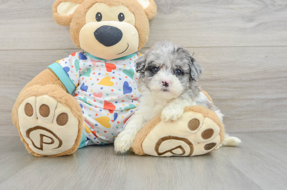 6 week old Havapoo Puppy For Sale - Fairfield Furbabies