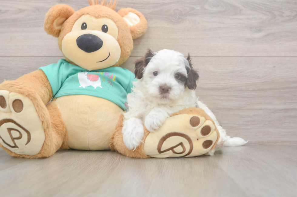 7 week old Havapoo Puppy For Sale - Fairfield Furbabies