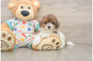 Popular Havapoo Poodle Mix Pup