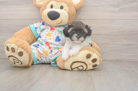 7 week old Havapoo Puppy For Sale - Fairfield Furbabies Popular Havapoo Poodle Mix Pup