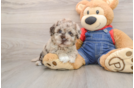 Havapoo Puppy for Adoption