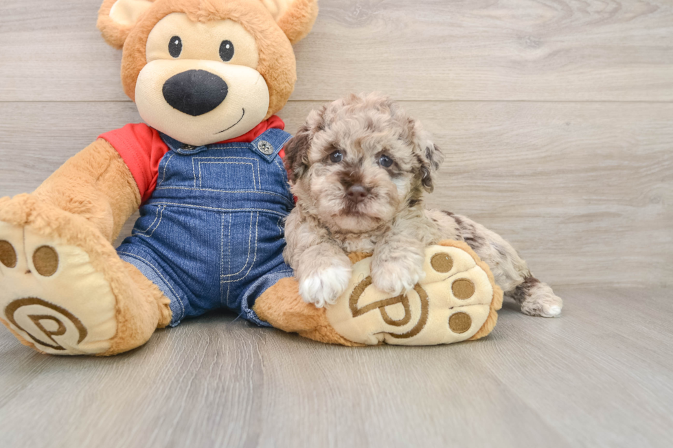 Playful Havadoodle Poodle Mix Puppy