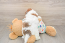 Havapoo Pup Being Cute