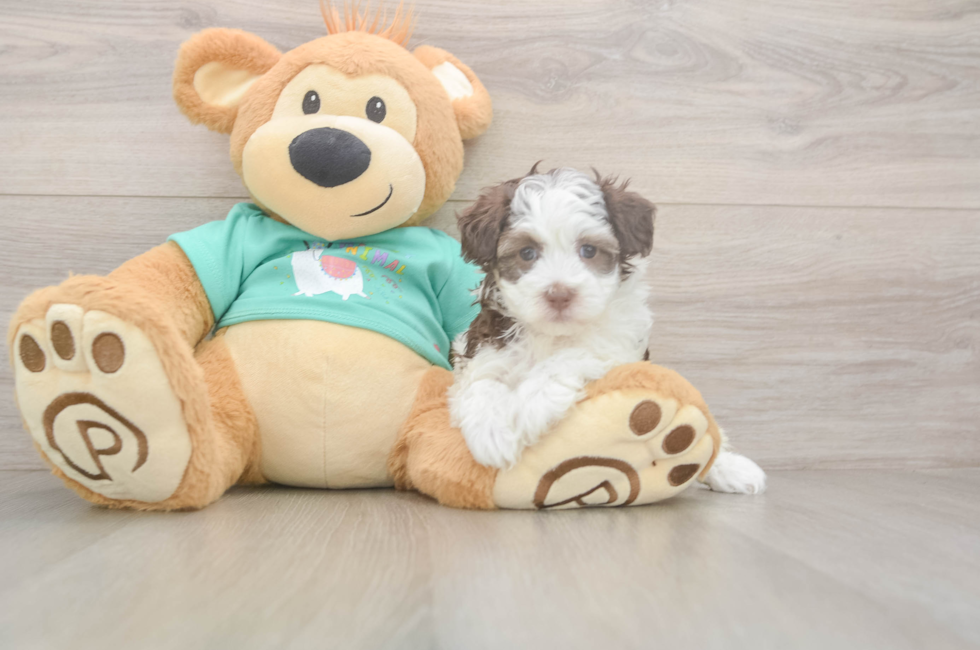 7 week old Havapoo Puppy For Sale - Fairfield Furbabies