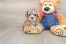 Popular Havapoo Poodle Mix Pup