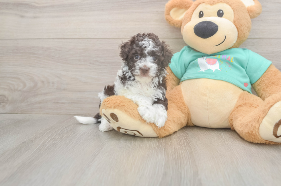 7 week old Havapoo Puppy For Sale - Fairfield Furbabies