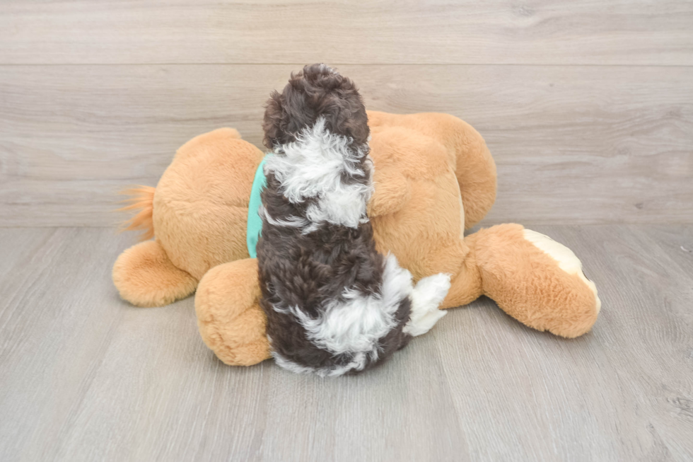 Popular Havapoo Poodle Mix Pup