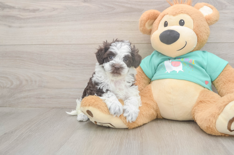 7 week old Havapoo Puppy For Sale - Fairfield Furbabies