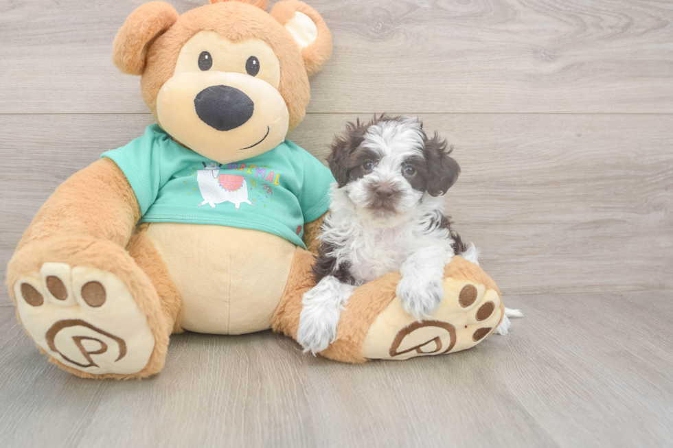 Petite Havapoo Poodle Mix Pup