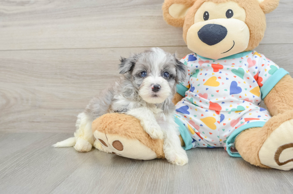 6 week old Havapoo Puppy For Sale - Fairfield Furbabies