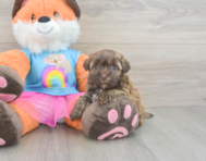 8 week old Havapoo Puppy For Sale - Fairfield Furbabies