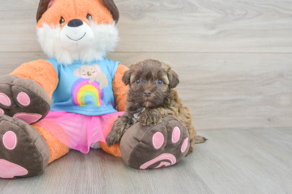 8 week old Havapoo Puppy For Sale - Fairfield Furbabies