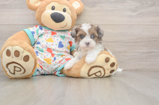 7 week old Havapoo Puppy For Sale - Fairfield Furbabies Funny Havapoo Poodle Mix Pup