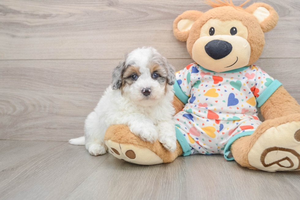 Havapoo Puppy for Adoption