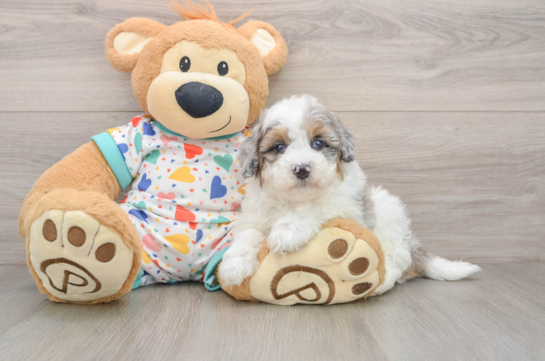 Hypoallergenic Havadoodle Poodle Mix Puppy