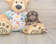 8 week old Havapoo Puppy For Sale - Fairfield Furbabies