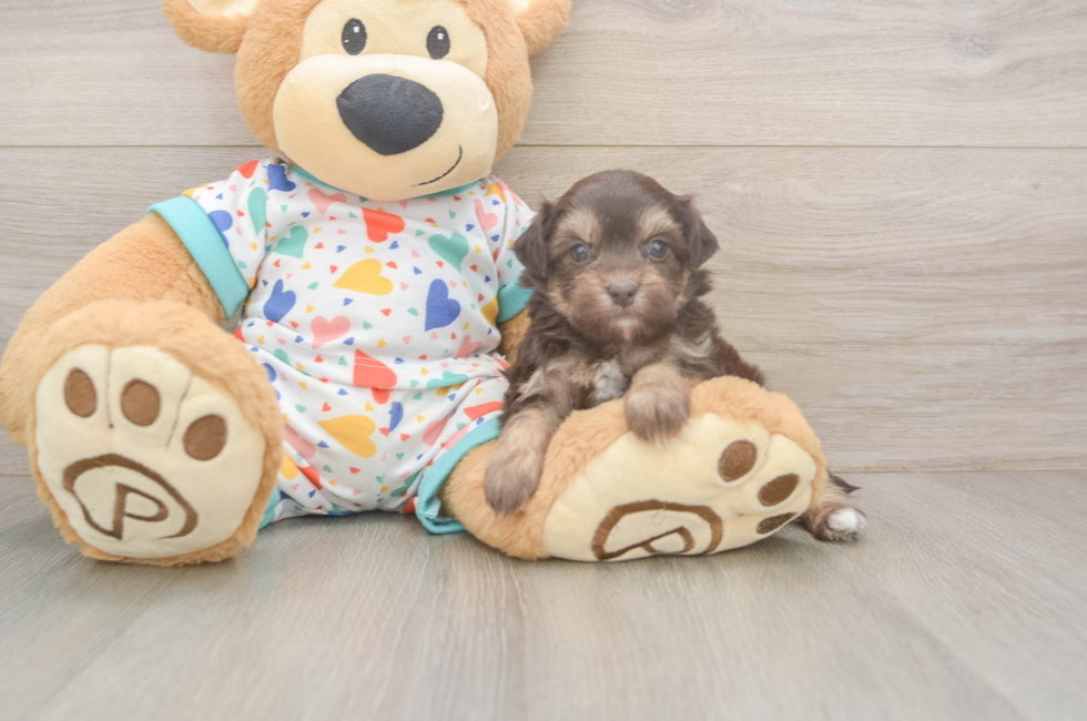 8 week old Havapoo Puppy For Sale - Fairfield Furbabies