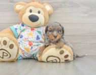 9 week old Havapoo Puppy For Sale - Fairfield Furbabies