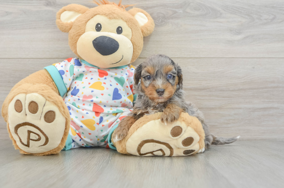 9 week old Havapoo Puppy For Sale - Fairfield Furbabies