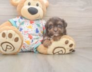 8 week old Havapoo Puppy For Sale - Fairfield Furbabies