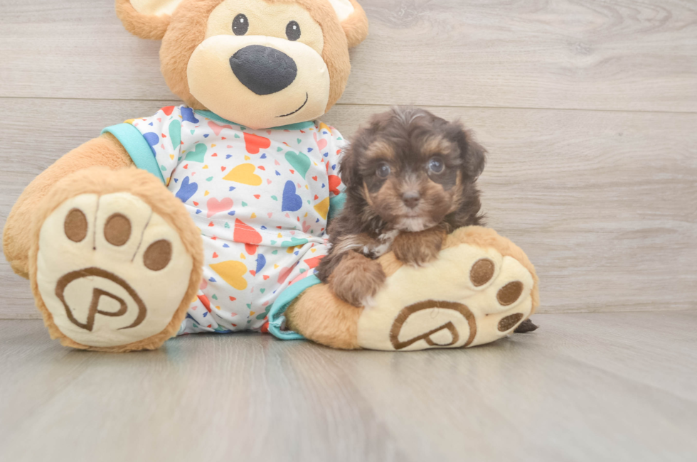 8 week old Havapoo Puppy For Sale - Fairfield Furbabies