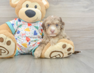 9 week old Havapoo Puppy For Sale - Fairfield Furbabies