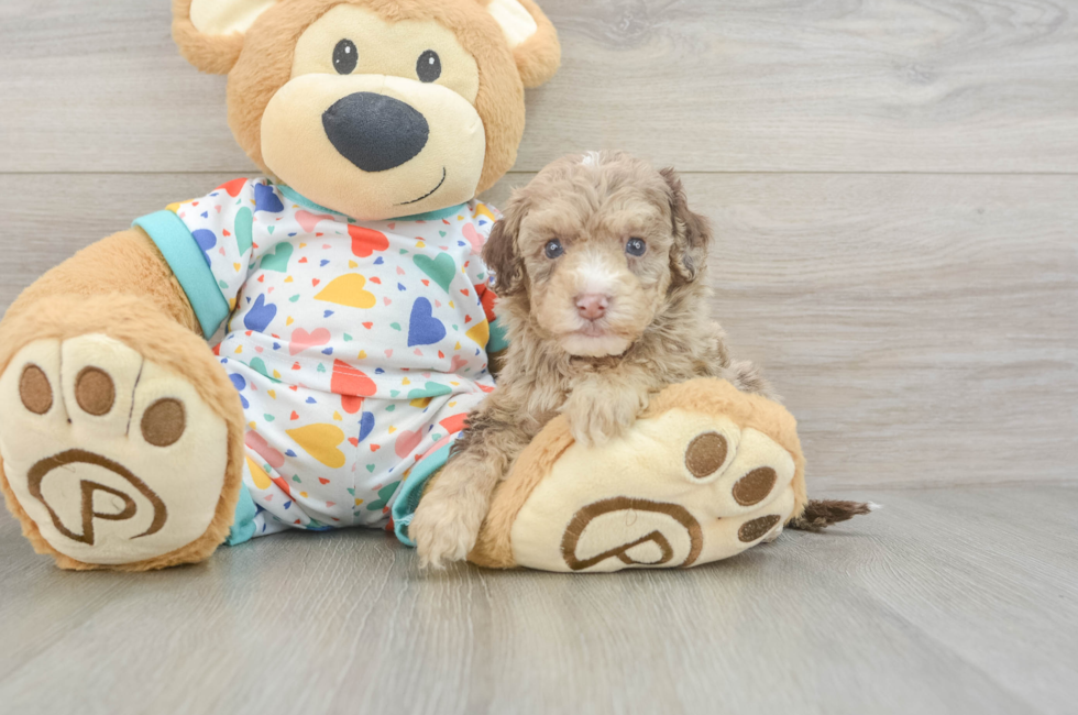 9 week old Havapoo Puppy For Sale - Fairfield Furbabies