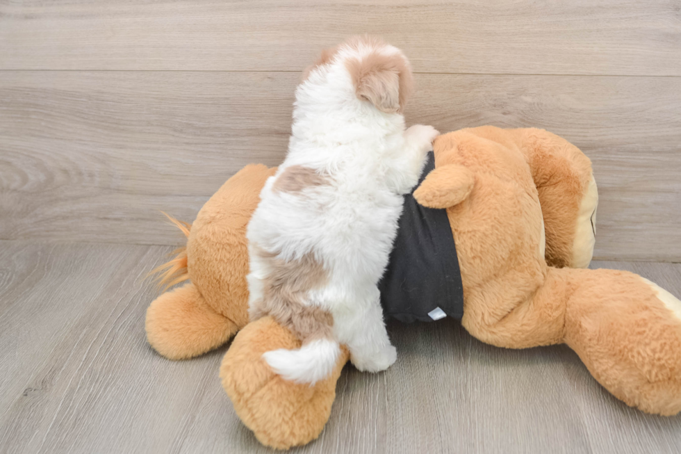 Havapoo Puppy for Adoption